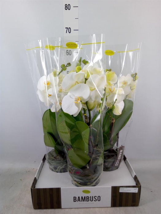 <h4>Phalaenopsis   ...white</h4>