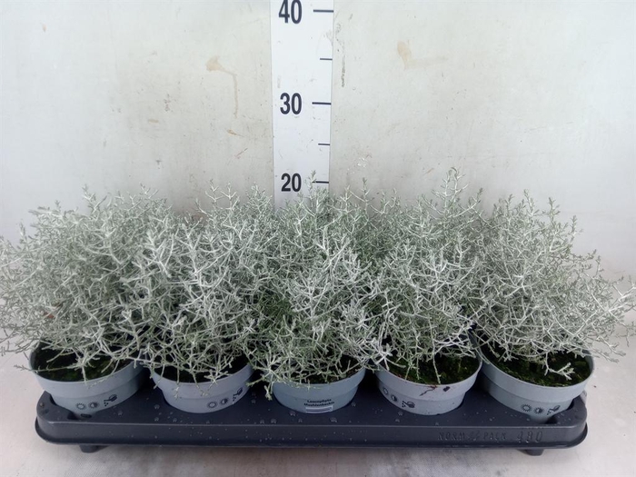 <h4>Leucophyta brownii</h4>