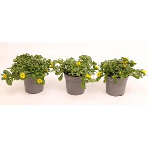 Sanvitalia Compact Yellow