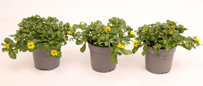 <h4>Sanvitalia Compact Yellow</h4>