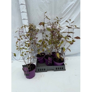 Callic Bo Profusion