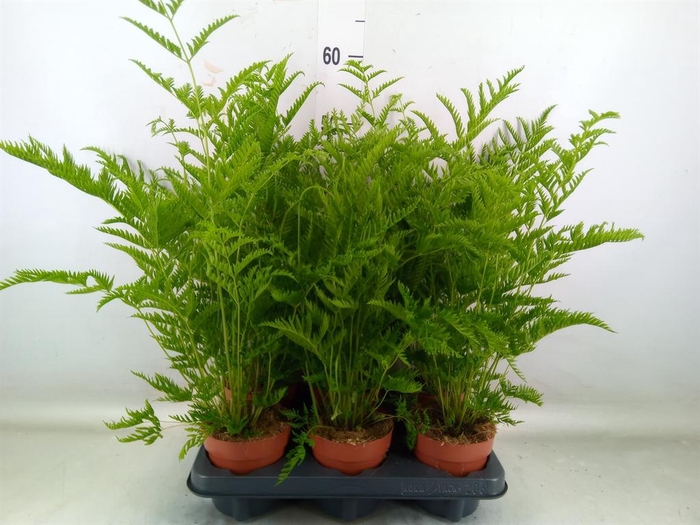 <h4>Pteris straminea</h4>