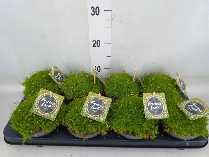 <h4>Sagina subulata</h4>