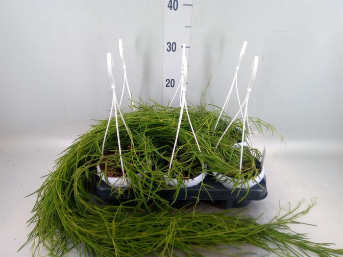 <h4>Hoya linearis</h4>
