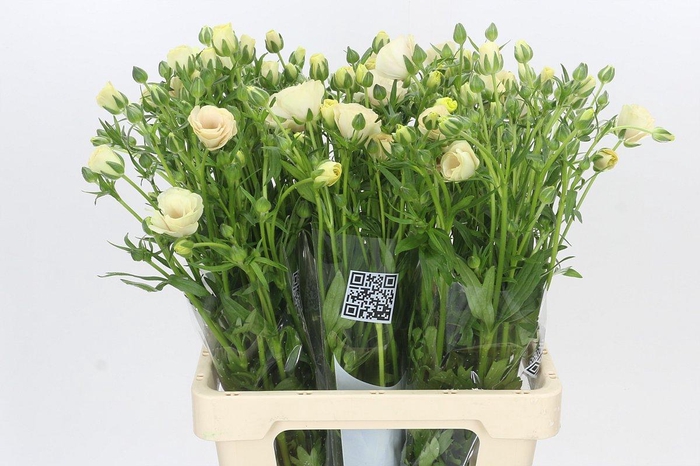 <h4>Ranunculus Butterfly Keramos</h4>