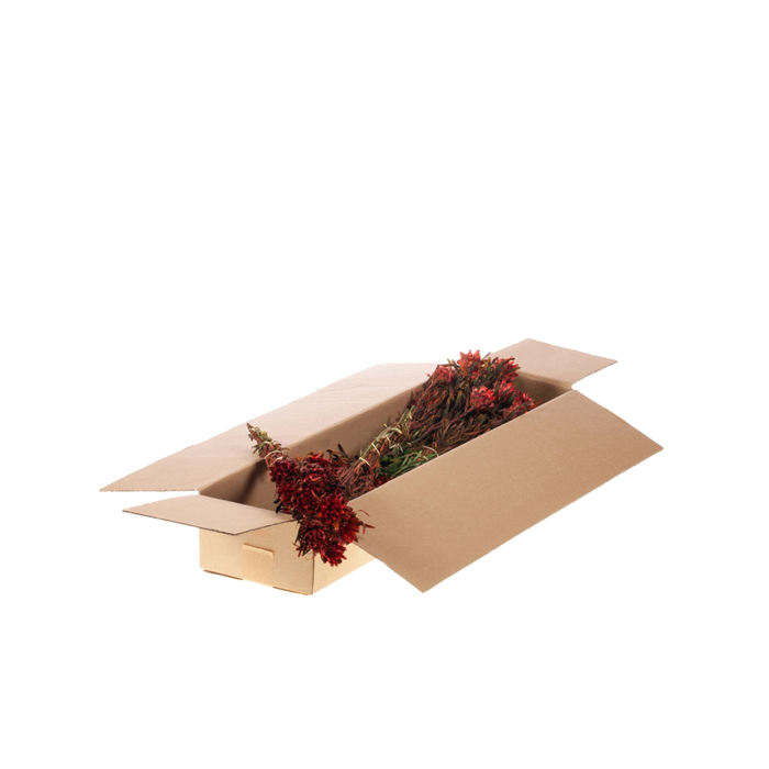 <h4>Plumosum Female Preserved Sb Red</h4>