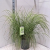 Deschampsia cespitosa