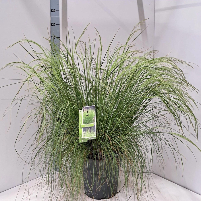 Deschampsia cespitosa