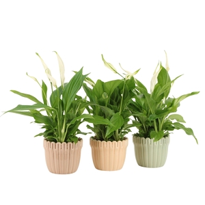7502509: Solutionss Contradiction Spathiphyllum Cupido