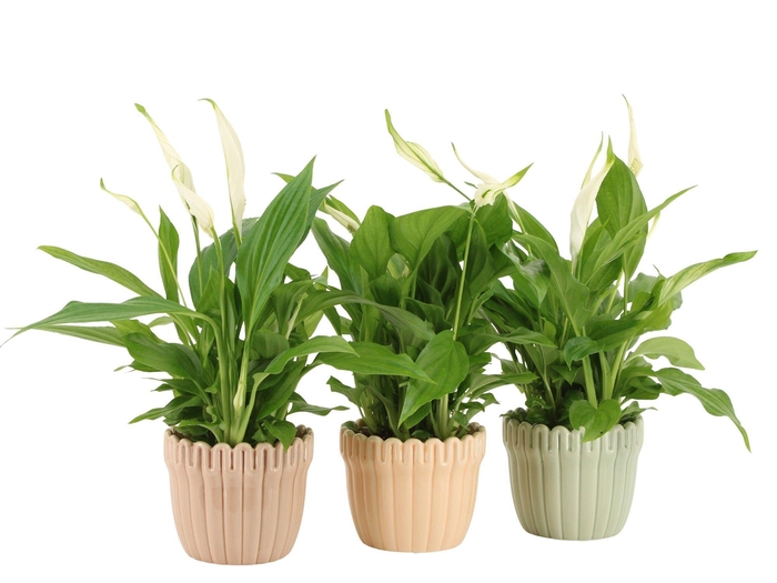 <h4>7502509: Solutionss Contradiction Spathiphyllum Cupido</h4>