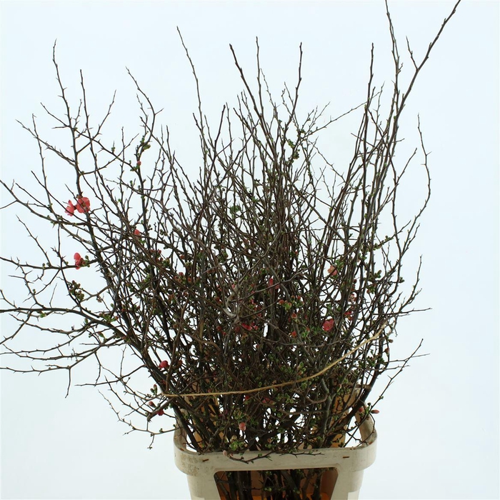 <h4>Chaenomeles Superba</h4>