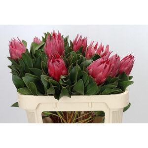 PROTEA CY MADIBA