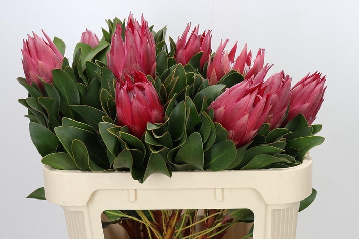 <h4>PROTEA CY MADIBA</h4>