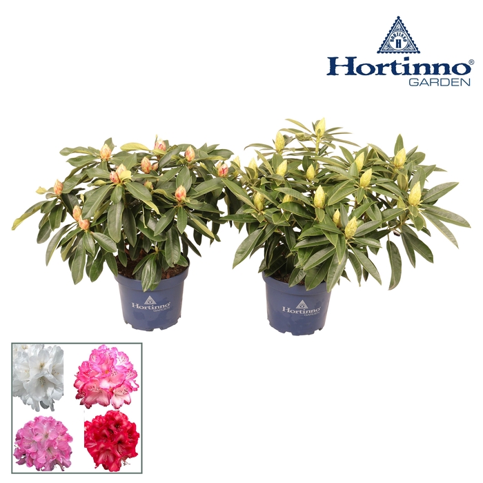 <h4>Hortinno® Garden XXL Collection gemengd groen 50 - 60 cm</h4>