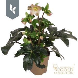 HGC Helleborus Ice N Roses Rosetta in goud