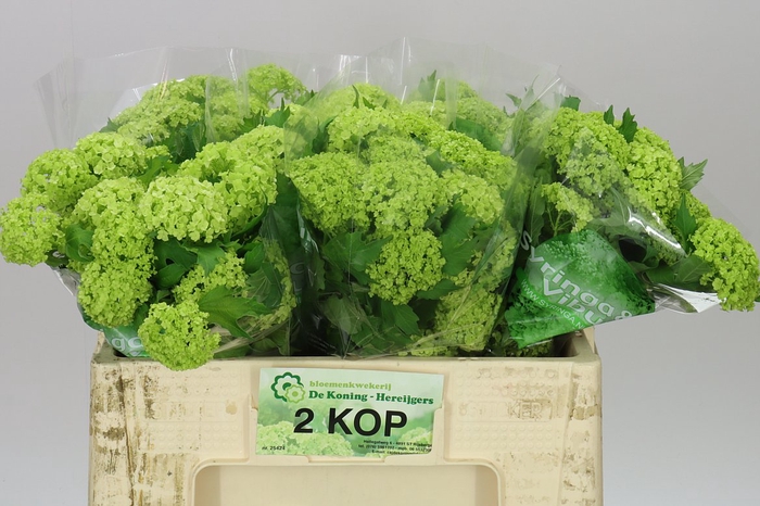 <h4>Viburnum Roseum</h4>