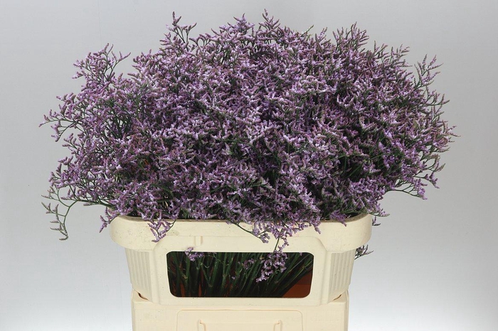 <h4>Lim. Saf Lilac</h4>