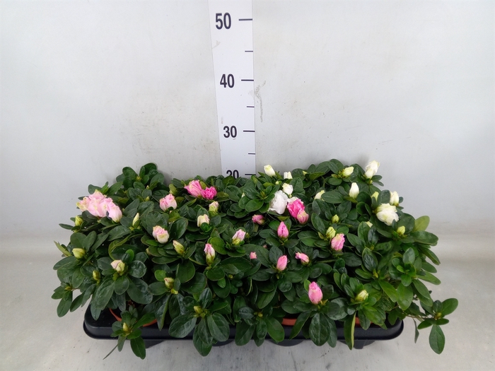 <h4>Rhododendron sim. 'Hellmut V' .mix</h4>