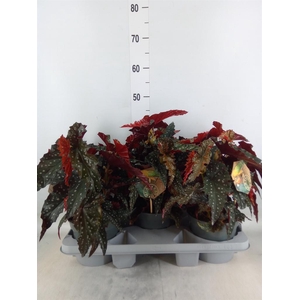 Begonia BD mac. 'Spotlight Green'