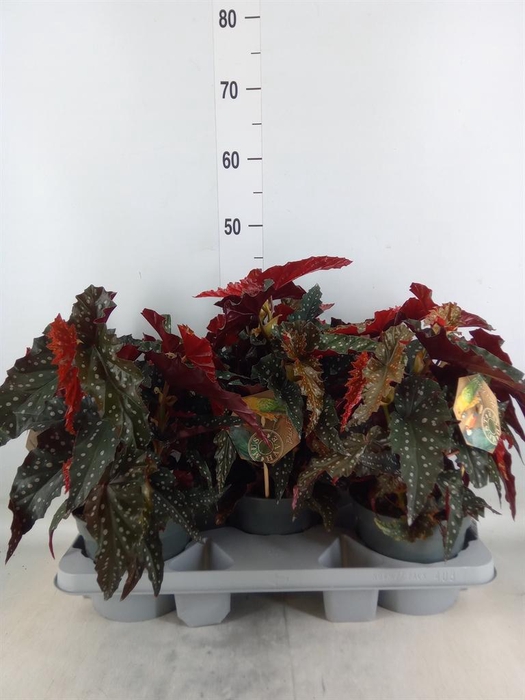 <h4>Begonia BD mac. 'Spotlight Green'</h4>