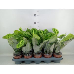 Maranta leuc. 'Lemon'