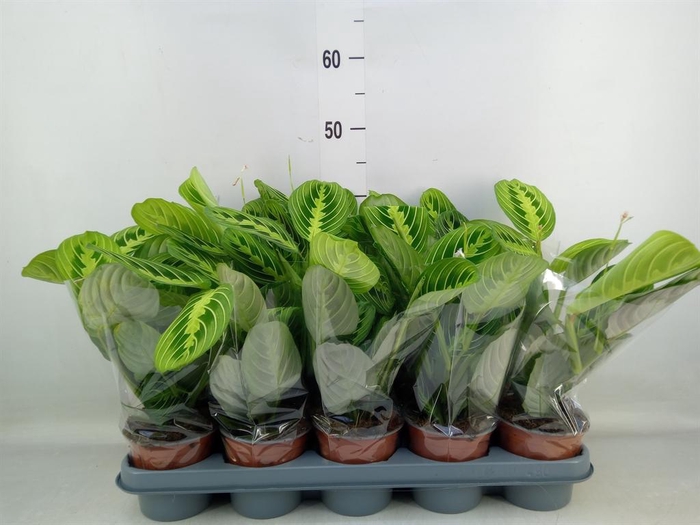 <h4>Maranta leuc. 'Lemon'</h4>
