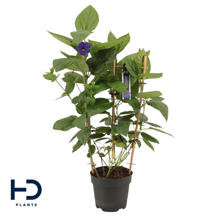 <h4>Thunbergia Battiscombei Rek p17</h4>
