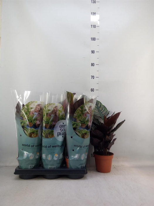 <h4>Calathea sanderiana</h4>