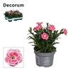 Dianthus Oscar White - Red