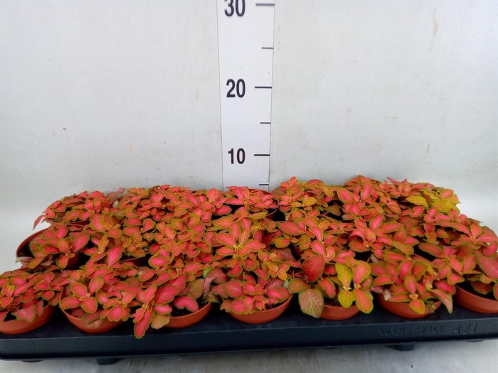 <h4>Fittonia   ...</h4>