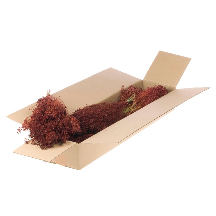 <h4>Broom Bloom Bunch Sb Red</h4>
