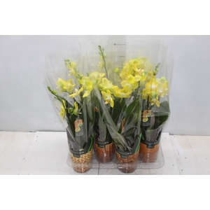 PHALAENOPSIS MINI P09 AMARELO 2 HT