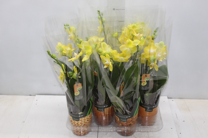 <h4>PHALAENOPSIS MINI P09 AMARELO 2 HT</h4>