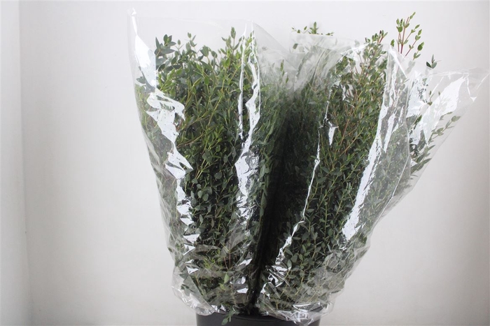 <h4>Euca Parvifolia 200gr P Bunch</h4>