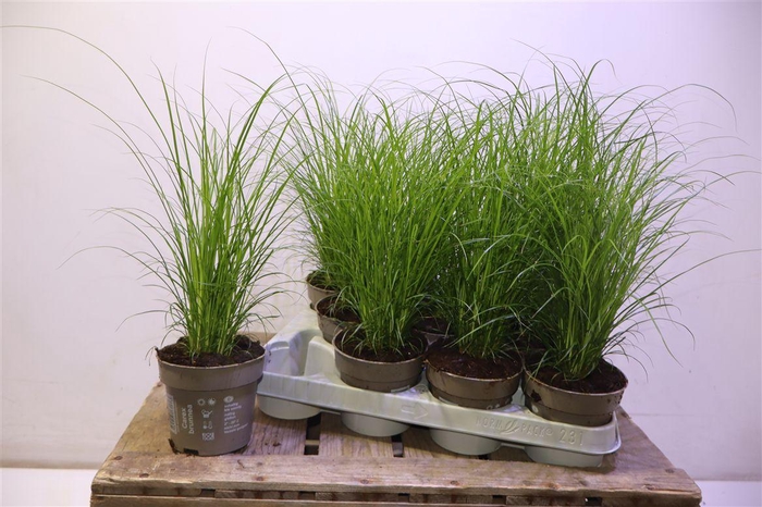 <h4>arr8 Carex Brunnea</h4>