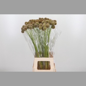 Scabiosa Stell Zaaddoos