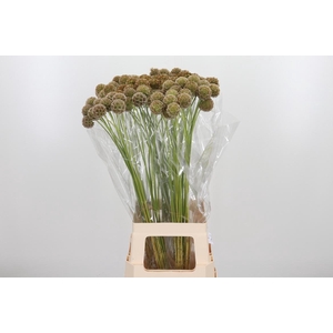 Scabiosa Stell Zaaddoos