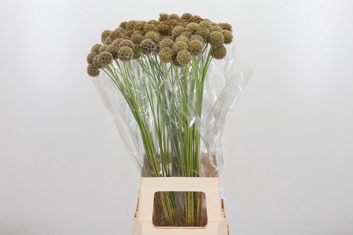 <h4>Scabiosa Stell Zaaddoos</h4>