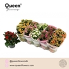 Kalanchoe Gemengd gevuld
