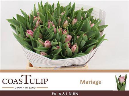 <h4>Tu Du Mariage</h4>