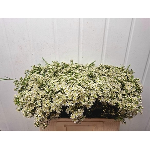 CHAME UN JUPITE MOON