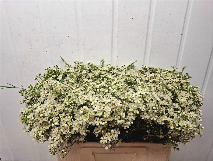 <h4>CHAME UN JUPITE MOON</h4>