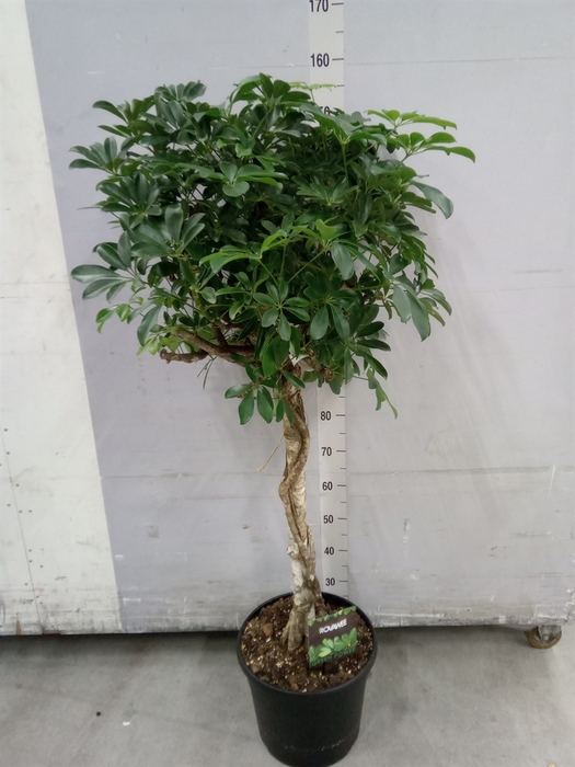 <h4>Schefflera arbor. 'Compacta'</h4>