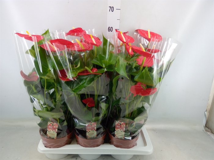 <h4>Anthurium andr. 'Kentucky'</h4>