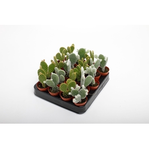 Opuntia mix