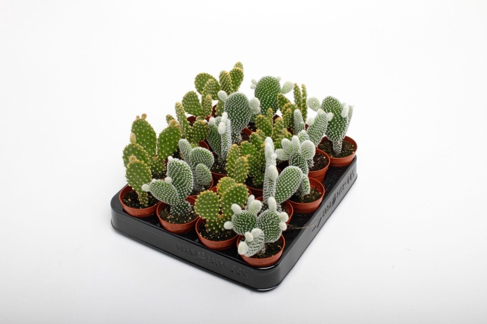 <h4>OPUNTIA MICRODASYS</h4>