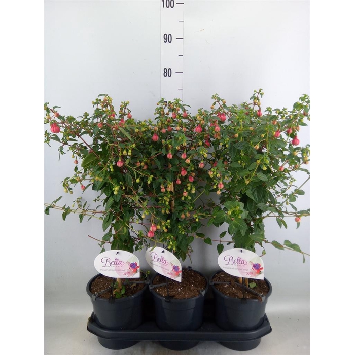 <h4>Fuchsia   ...</h4>