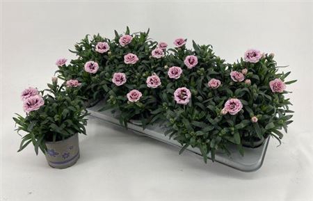 Dian Osc Purple Star