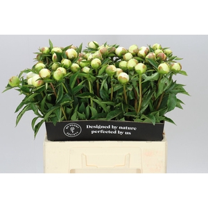 Paeonia Duchesse D Nemo