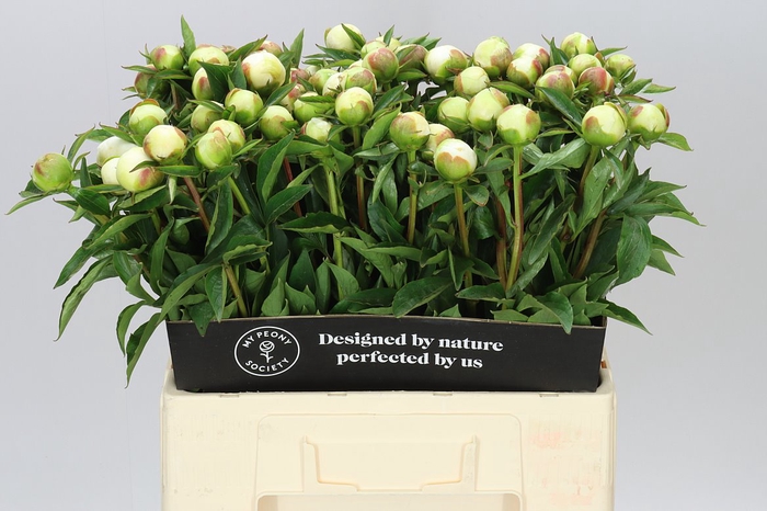 <h4>Paeonia Duchesse D Nemo</h4>